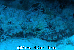 Lizard Fish off the South Shore of the Hawaii. by Michael Armistead 